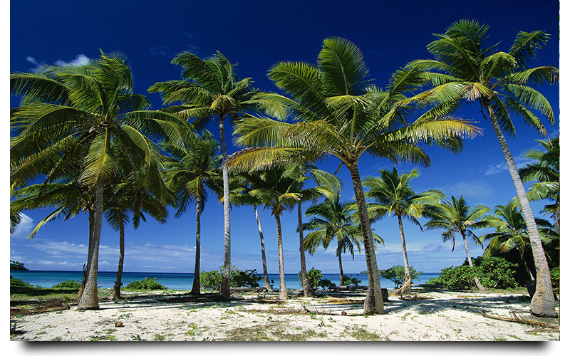 coconut palm trees naples