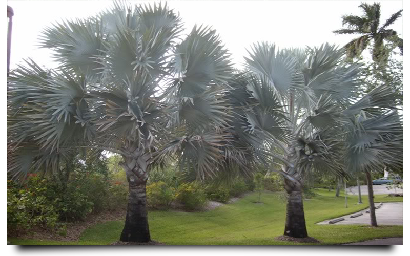 silver bismarck palm trees naples