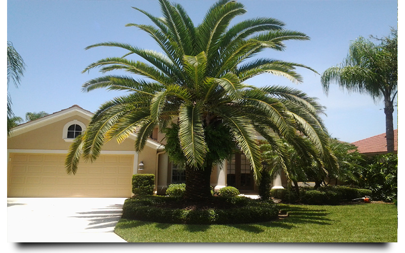 canary palm trees naples