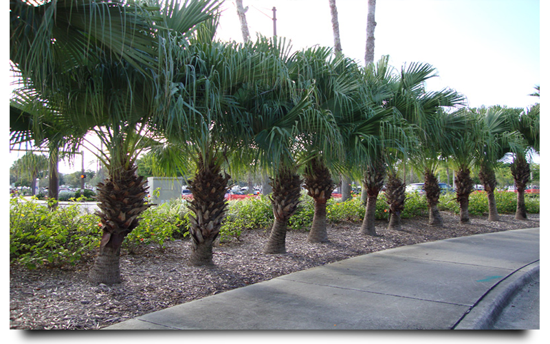 chinese palm trees naples