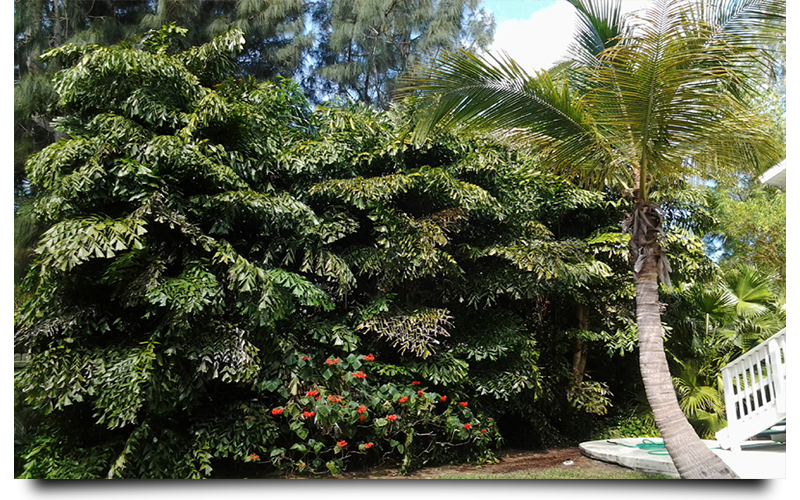 fishtail palm trees naples