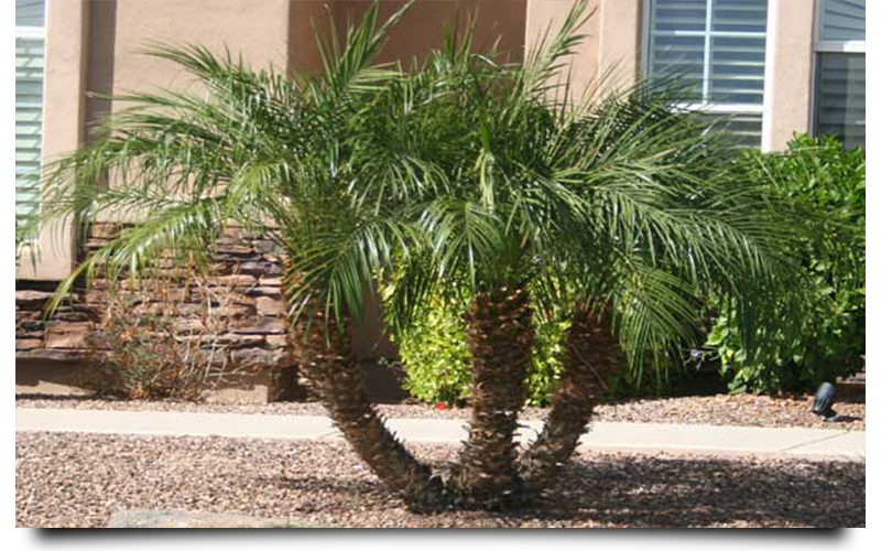 pygmy palm trees naples