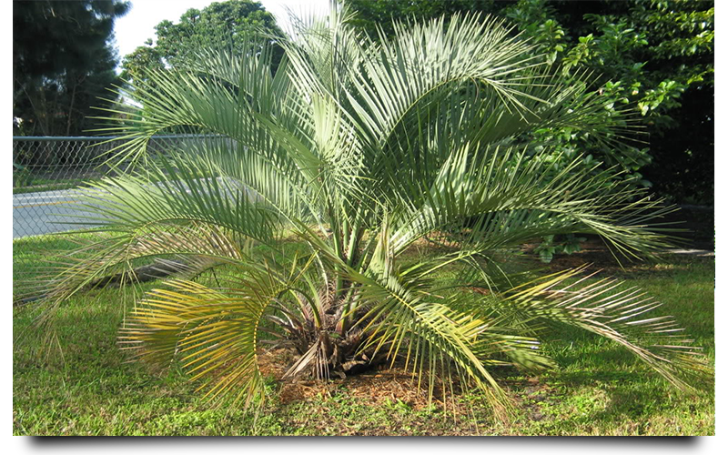 sugar palm trees naples