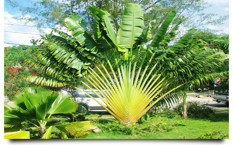 traveler palm trees naples